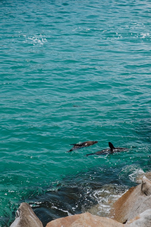 jana meerman narooma seal rocks nsw australia-3