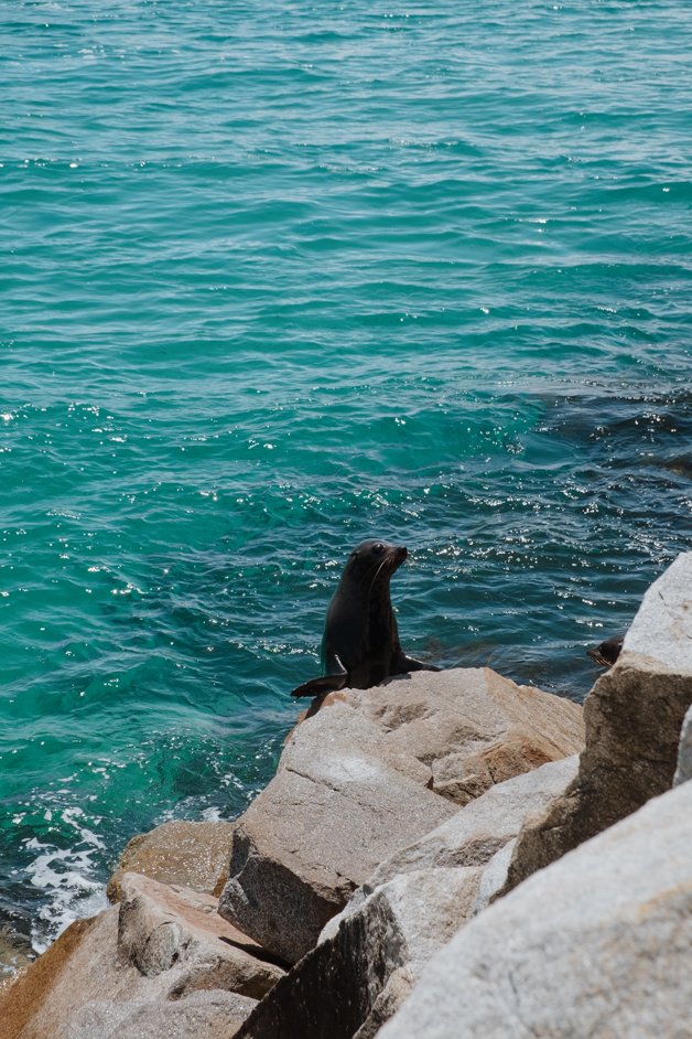 jana meerman narooma seal rocks nsw australia-3