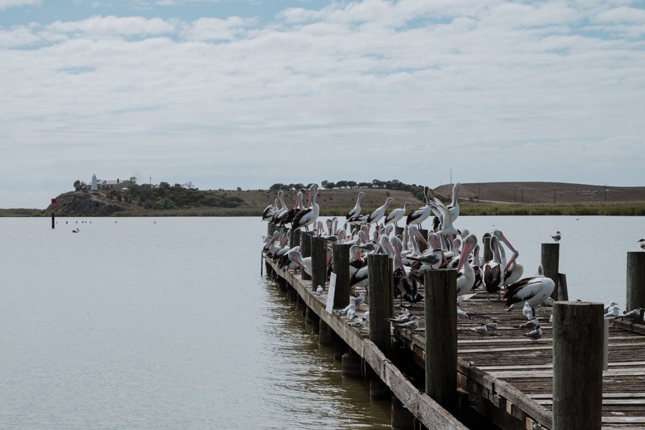 jana meerman narrung jetty ferry australia-2