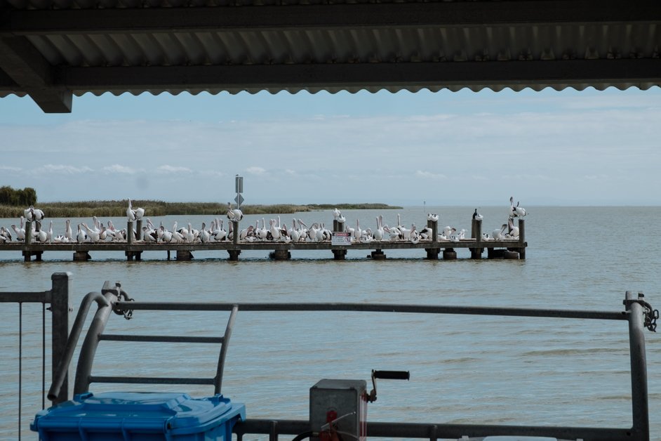 jana meerman narrung jetty ferry australia-2