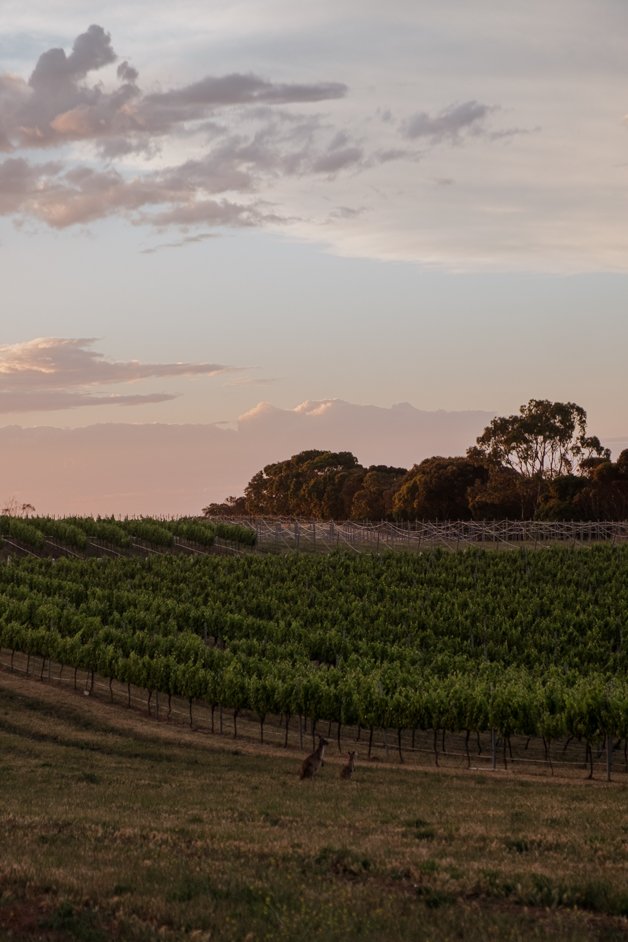 jana meerman peter teakle winery australia-02