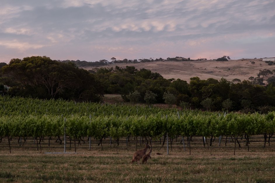 jana meerman peter teakle winery australia-02
