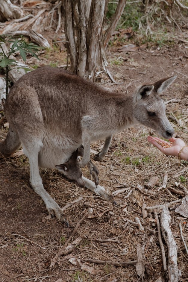 jana meerman phillip island australia-4