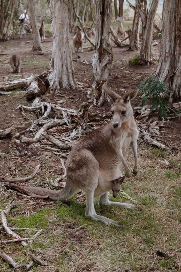 jana meerman phillip island australia-4
