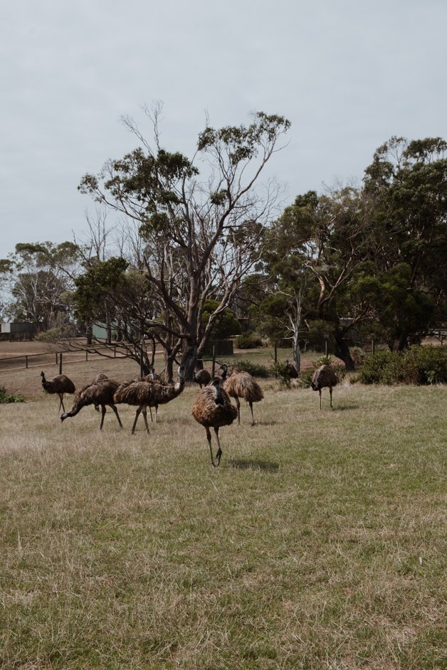 jana meerman phillip island australia-4