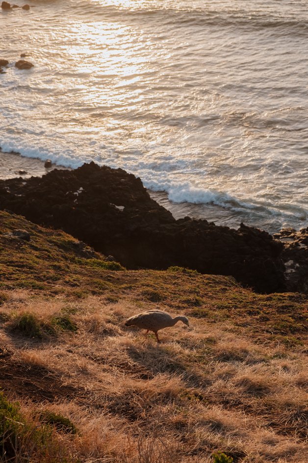 jana meerman phillip island australia-42