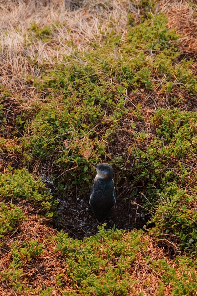 jana meerman phillip island australia-42