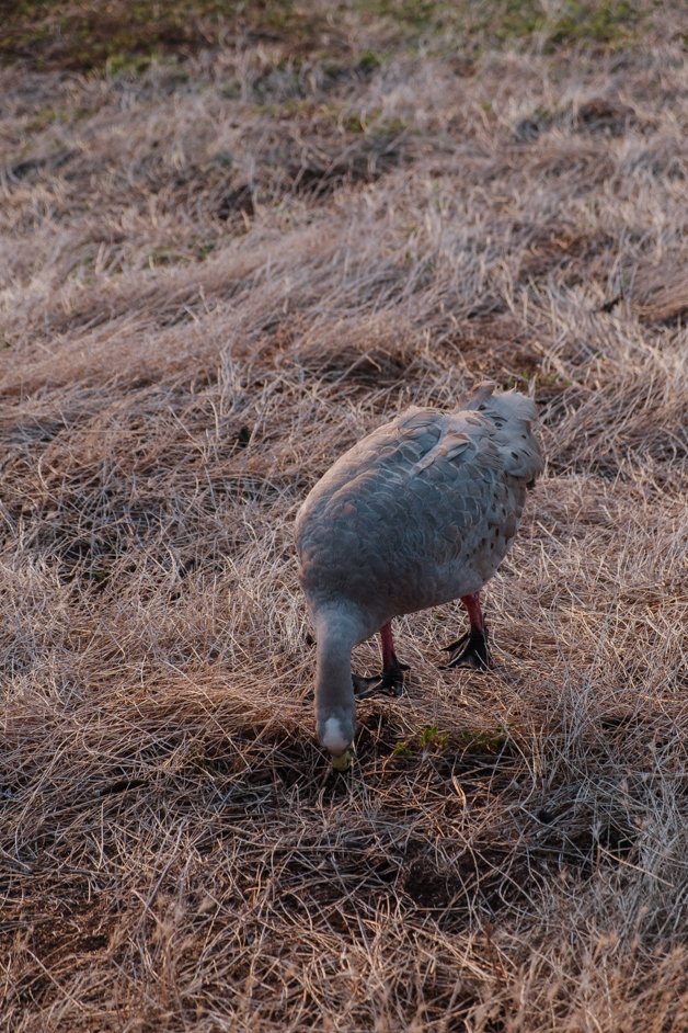 jana meerman phillip island australia-42