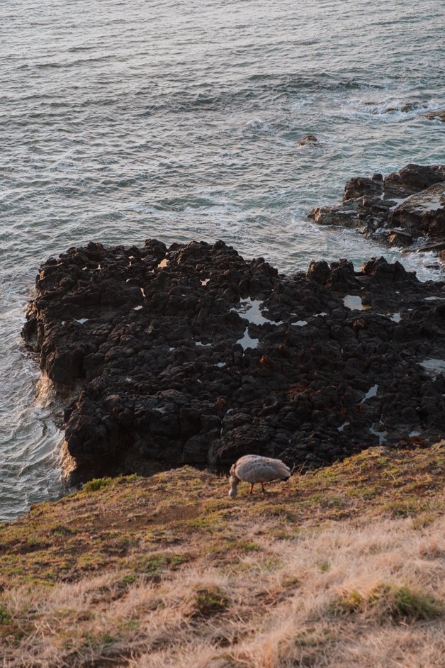 jana meerman phillip island australia-42