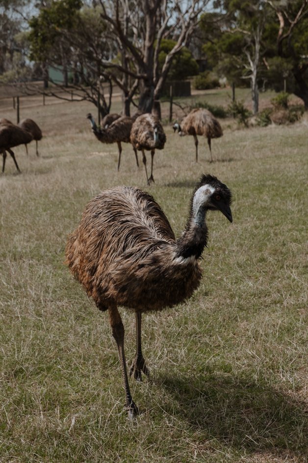 jana meerman phillip island australia-4