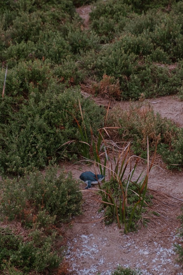 jana meerman phillip island australia-63