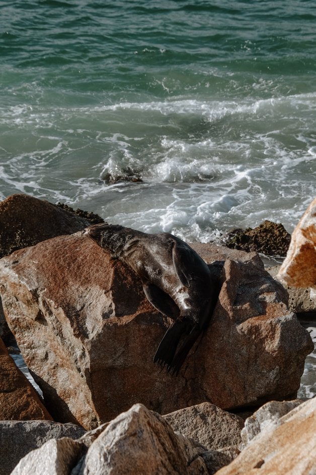 jana meerman seal rocks narooma australia-1