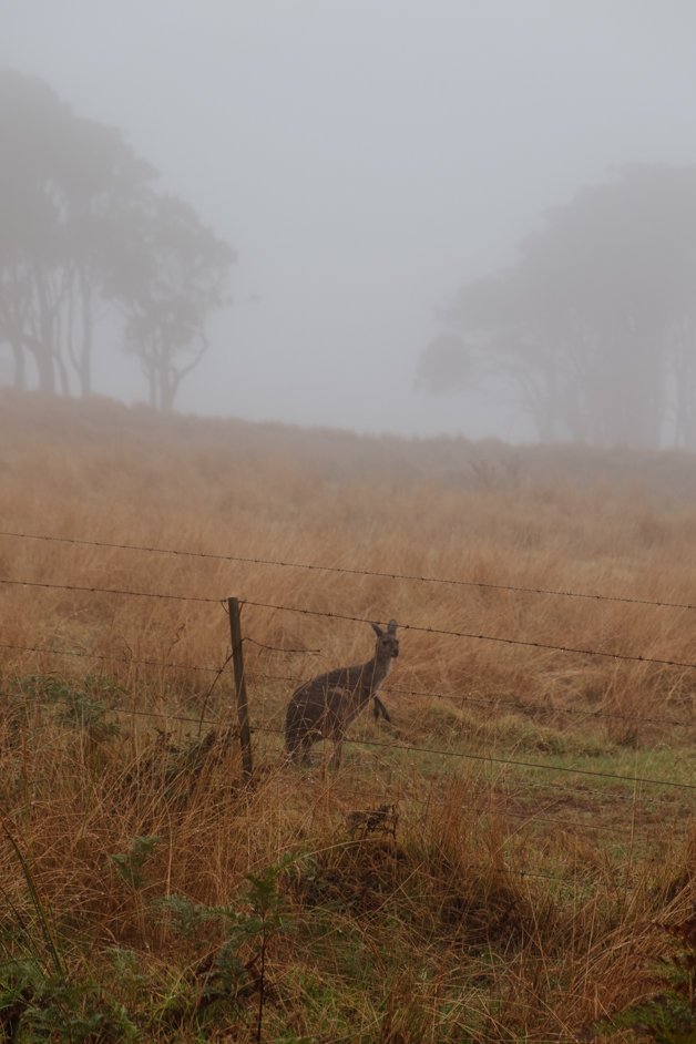 jana meerman shelley beach campground west cape howe national park australia-4