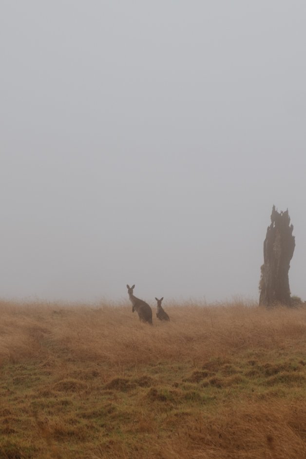 jana meerman shelley beach campground west cape howe national park australia-4