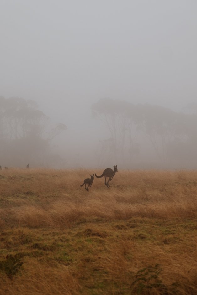 jana meerman shelley beach campground west cape howe national park australia-4