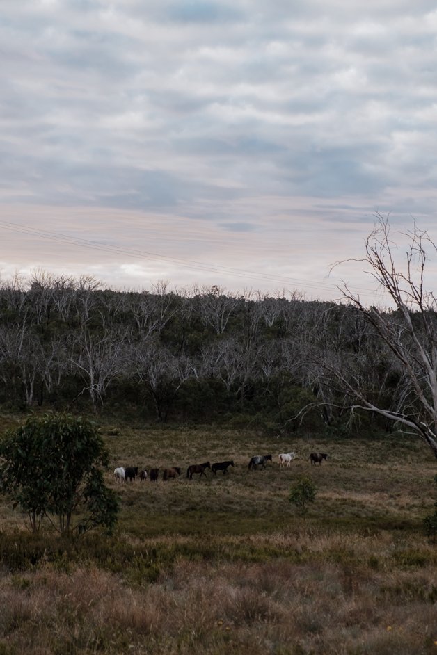 jana meerman snowy mountains australia-13
