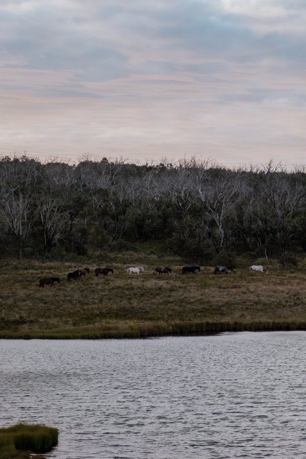 jana meerman snowy mountains australia-13