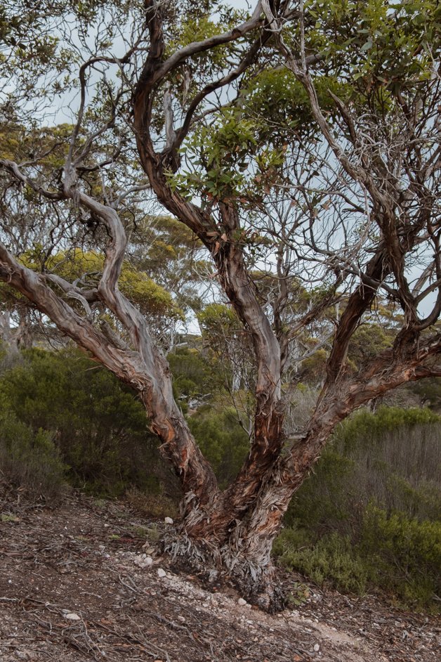 jana meerman south australia-03