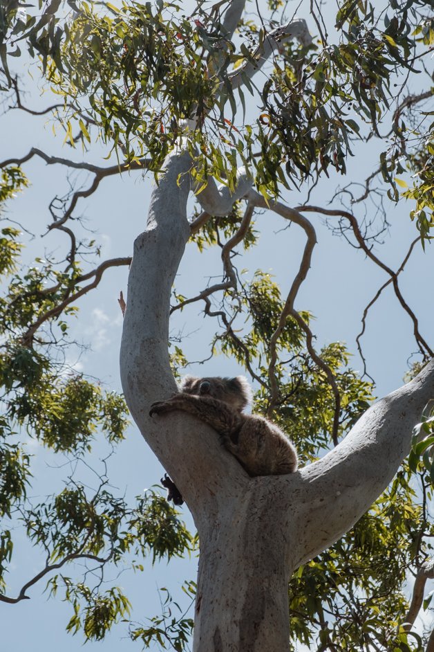 jana meerman south australia-08