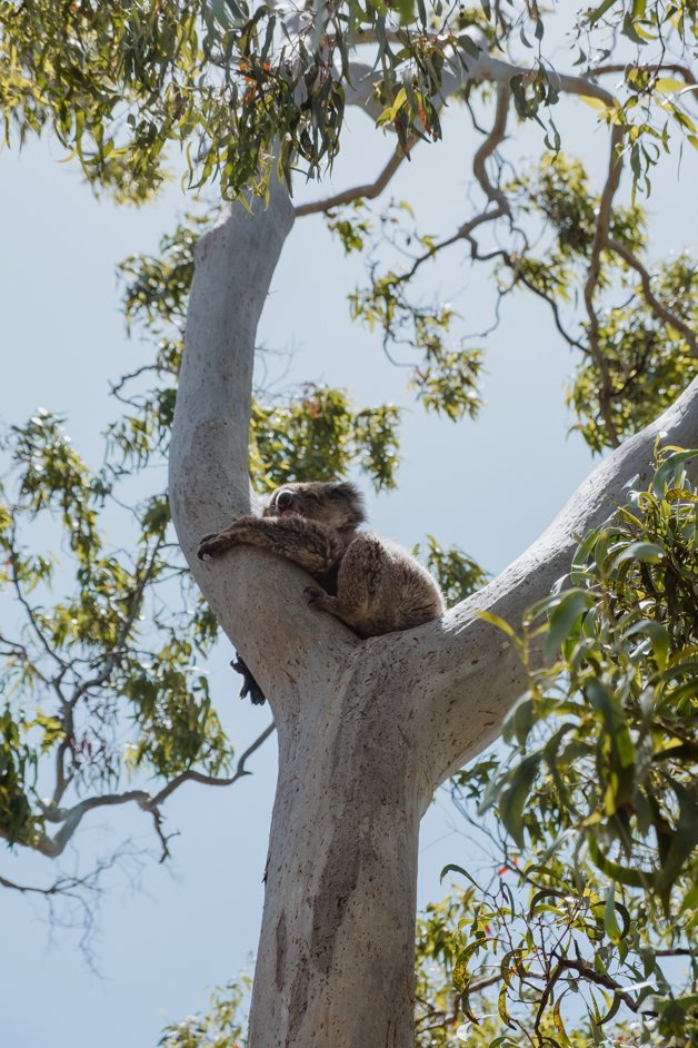 jana meerman south australia-08