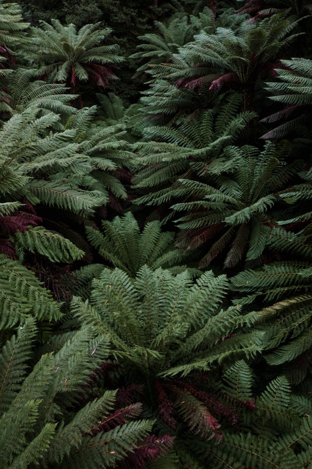 jana meerman tarra-bulga national park australia-20