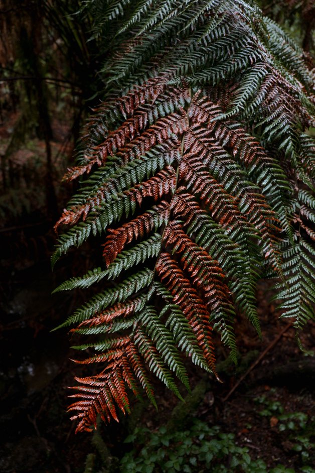 jana meerman tarra-bulga national park australia-20
