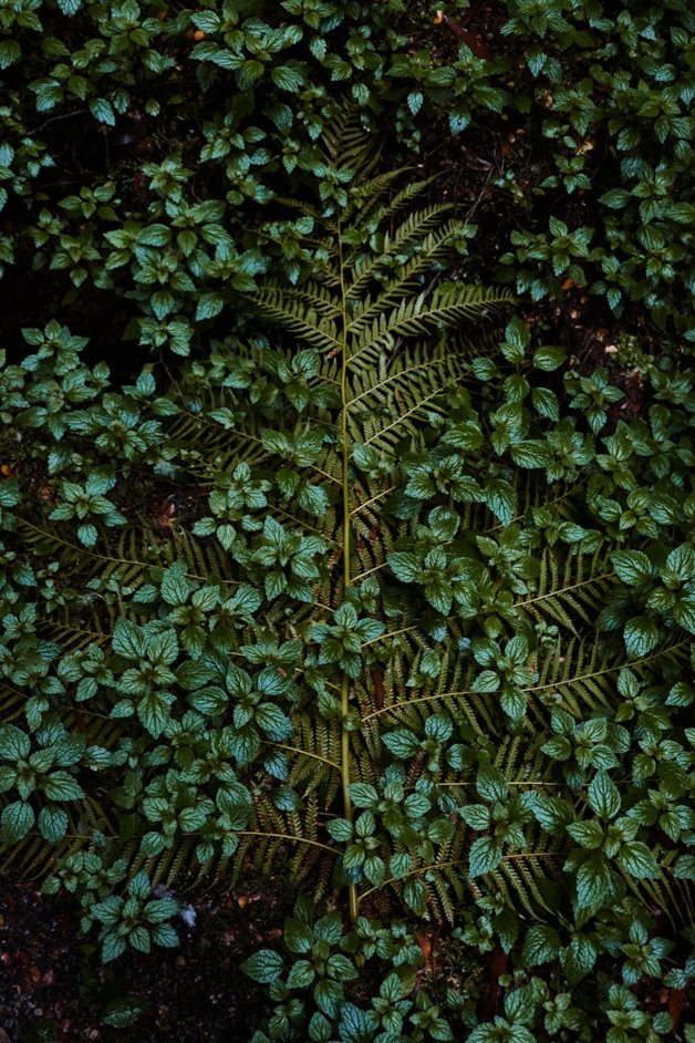 jana meerman tarra-bulga national park australia-20
