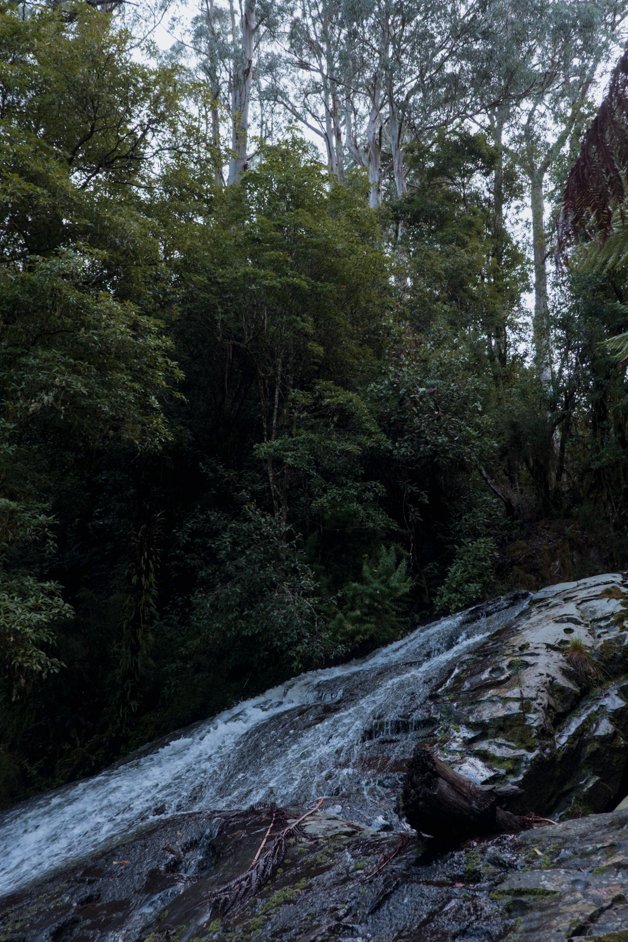 jana meerman tarra-bulga national park australia-29