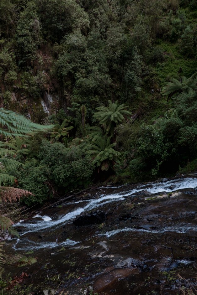 jana meerman tarra-bulga national park australia-29