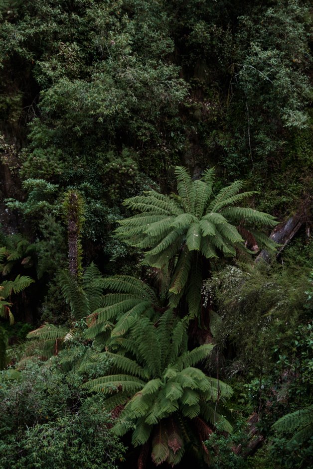 jana meerman tarra-bulga national park australia-29