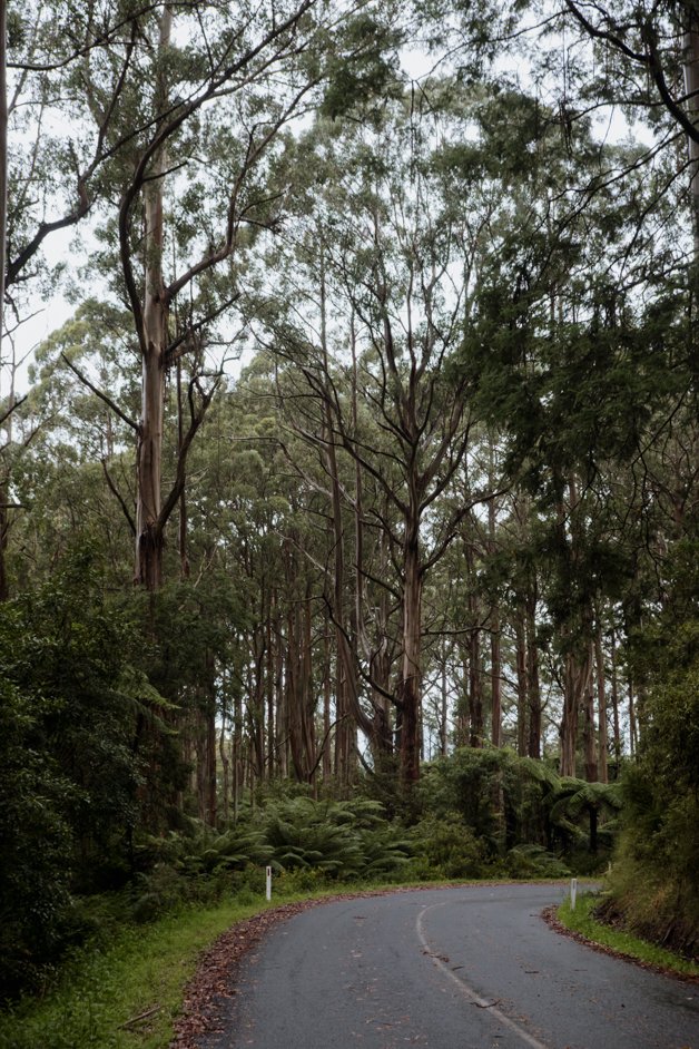 jana meerman tarra-bulga national park australia-5