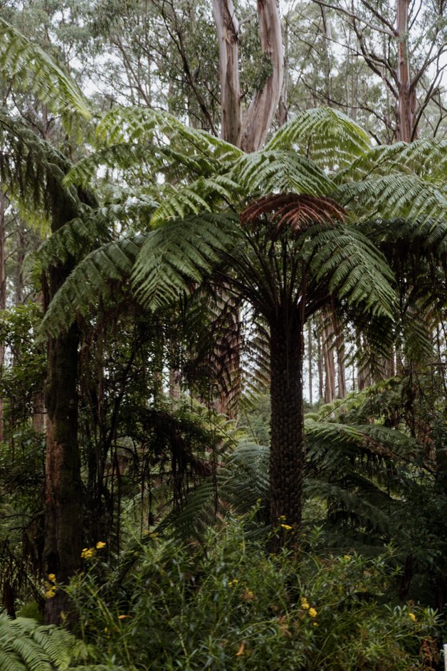 jana meerman tarra-bulga national park australia-5