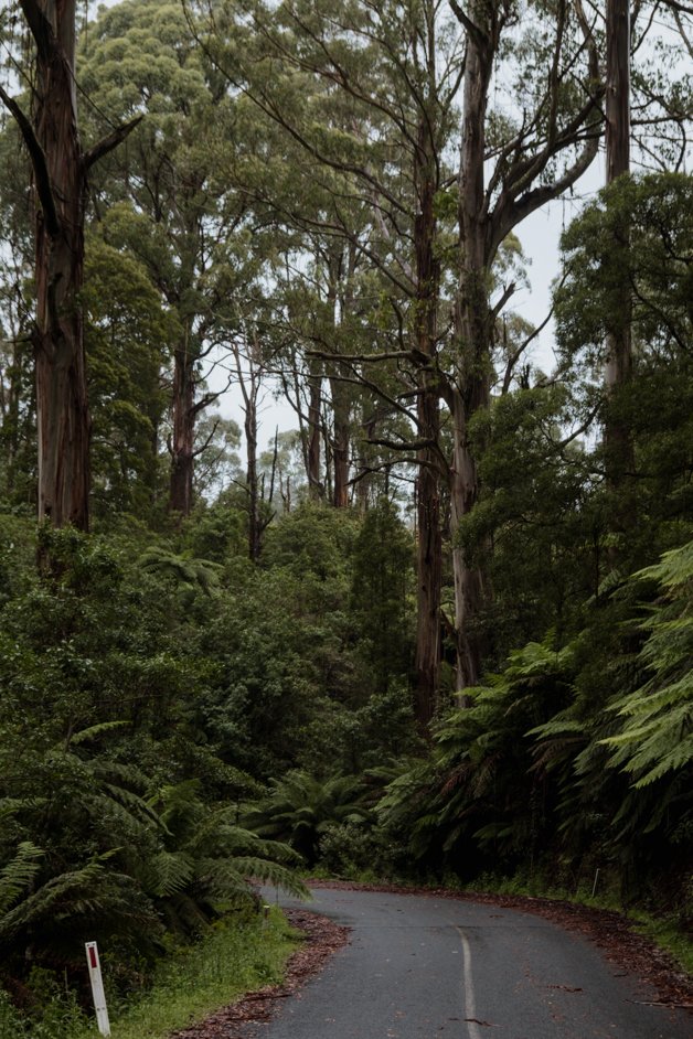 jana meerman tarra-bulga national park australia-5