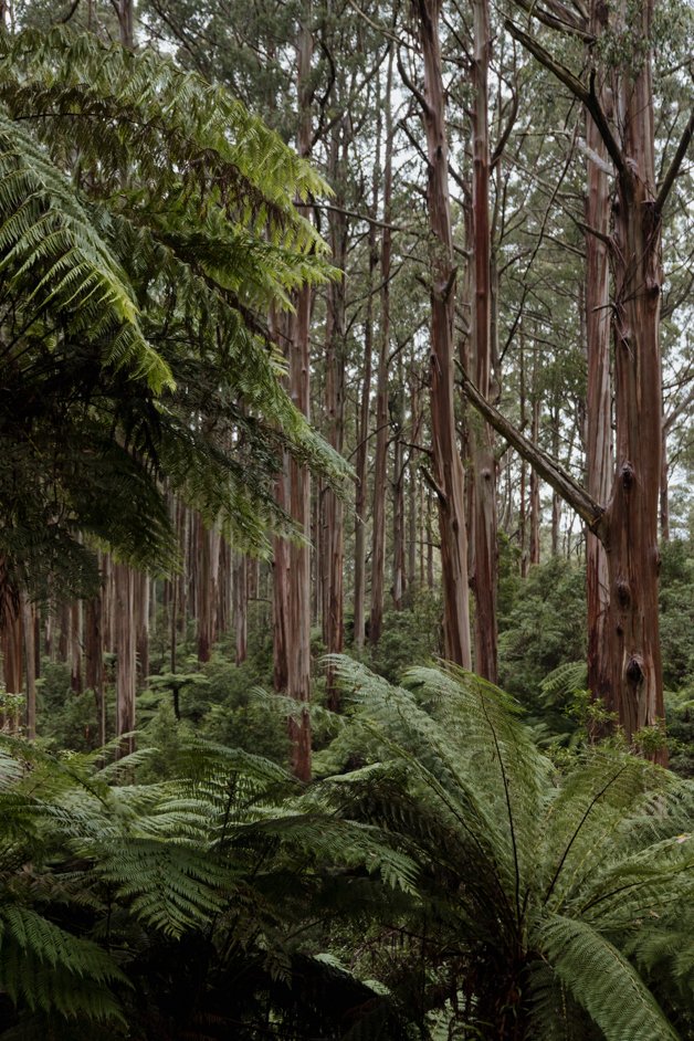 jana meerman tarra-bulga national park australia-12