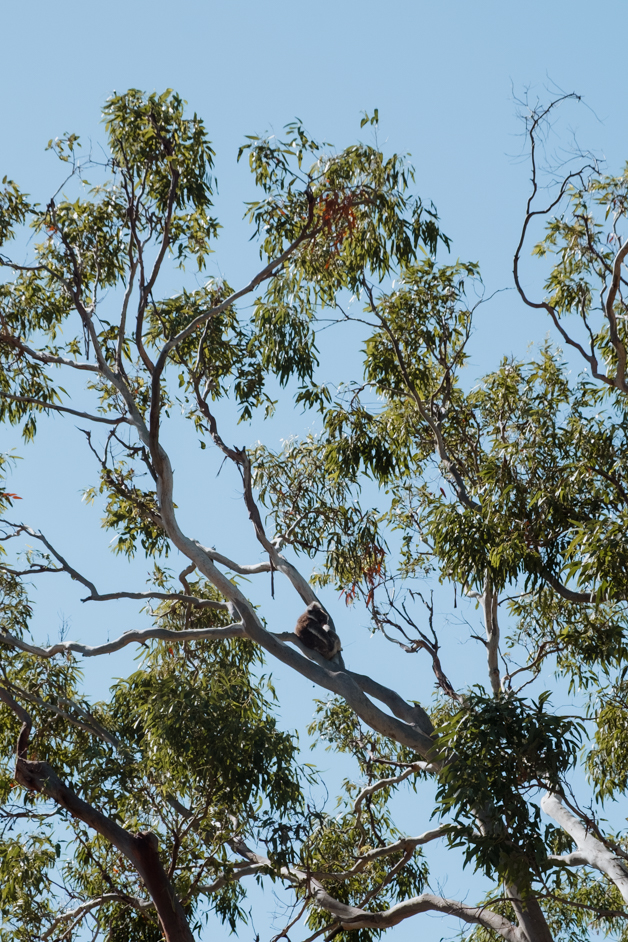 jana meerman tower hill australia-25