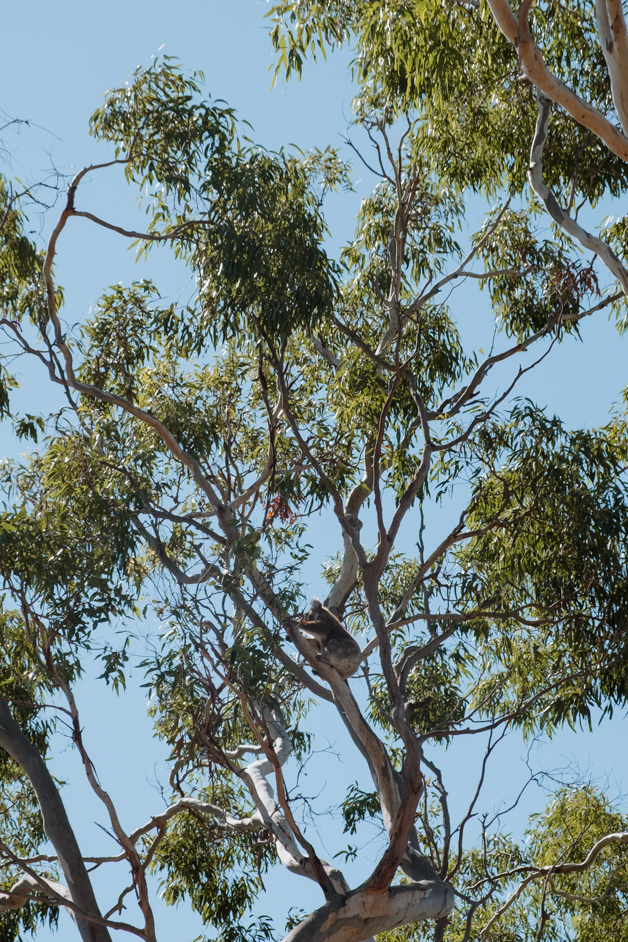jana meerman tower hill australia-25