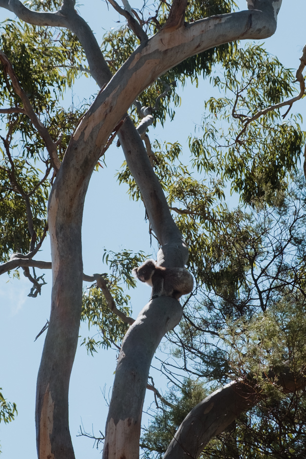 jana meerman tower hill australia-25