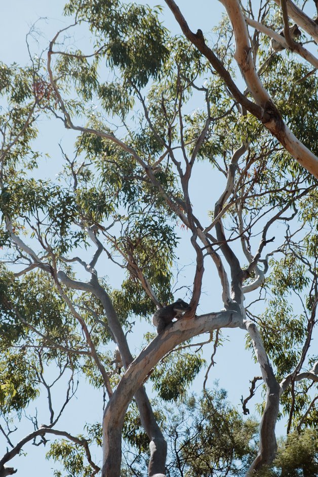 jana meerman tower hill australia-25
