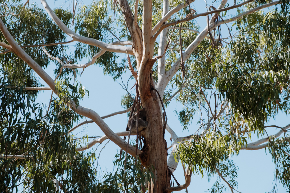 jana meerman tower hill australia-33
