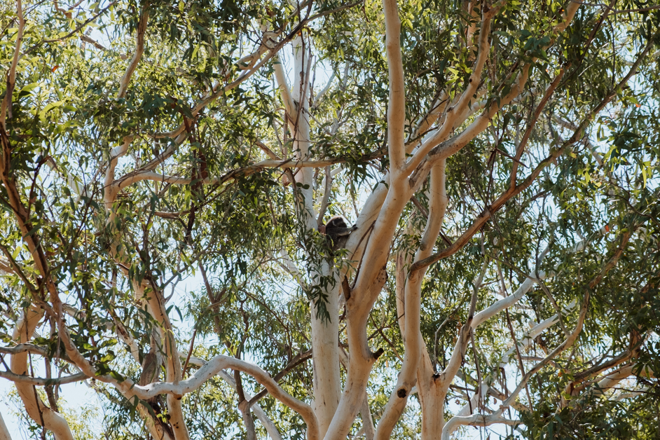 jana meerman tower hill australia-47