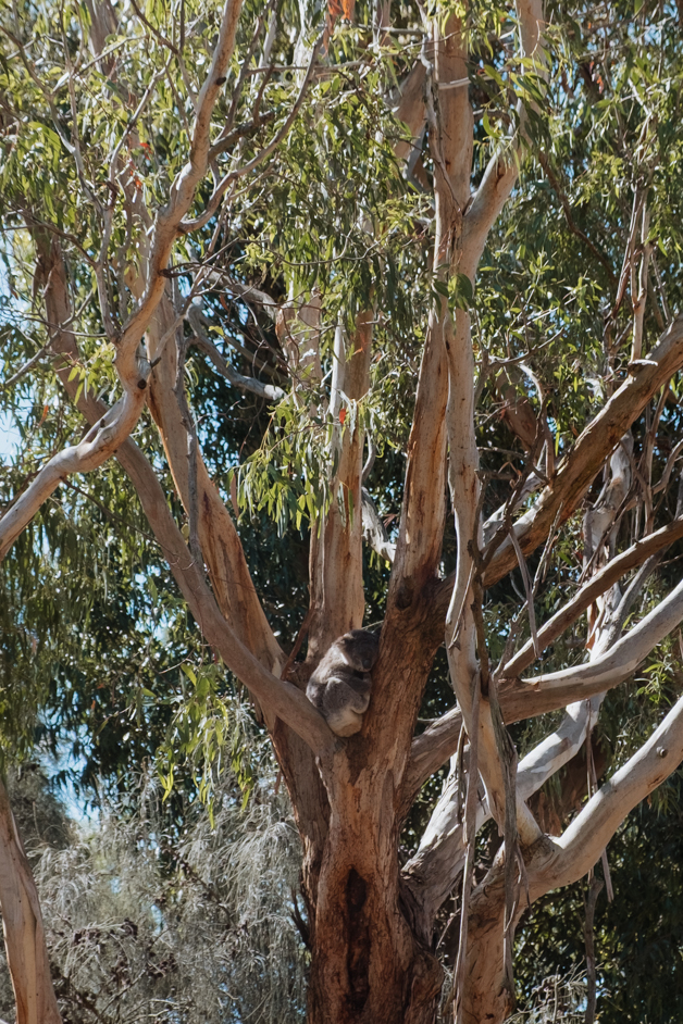 jana meerman tower hill australia-47
