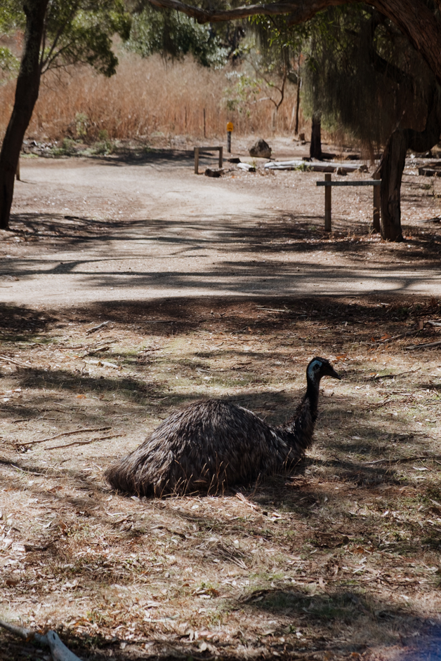 jana meerman tower hill australia-47