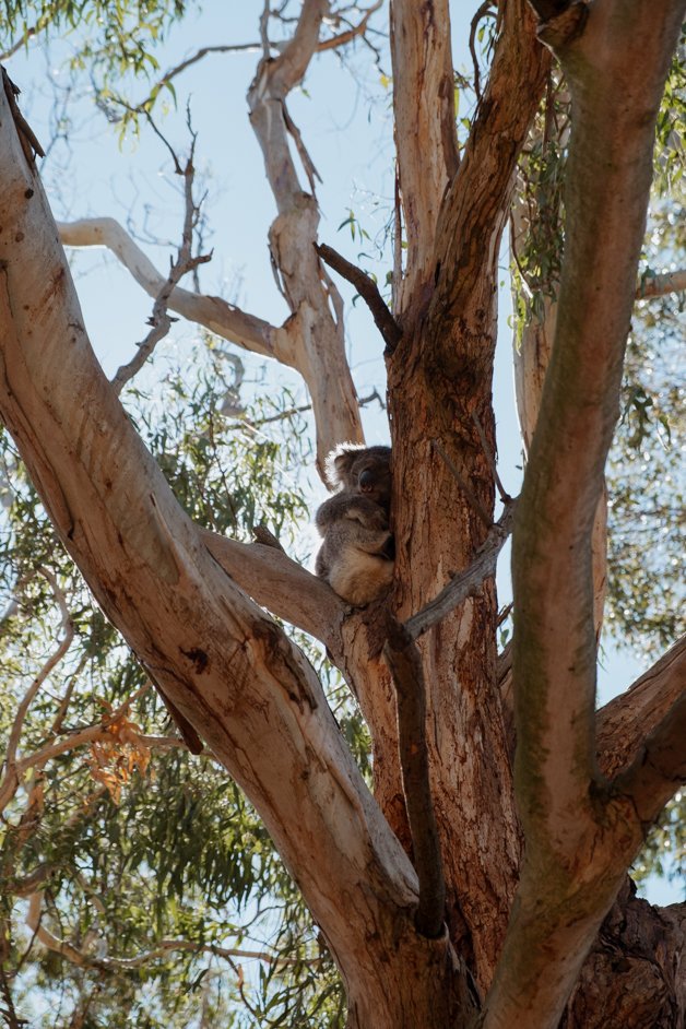 jana meerman tower hill australia-47