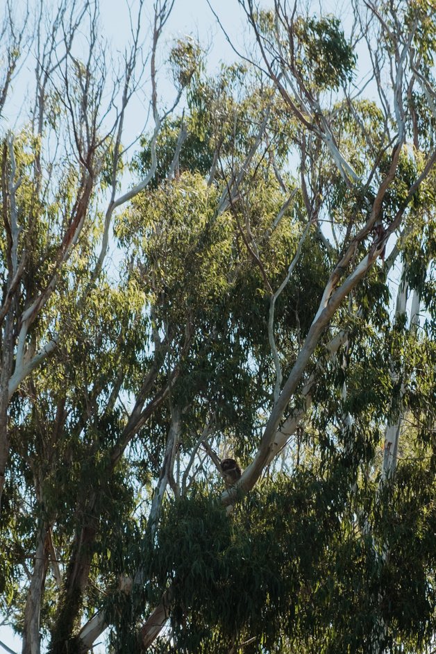 jana meerman tower hill australia-43