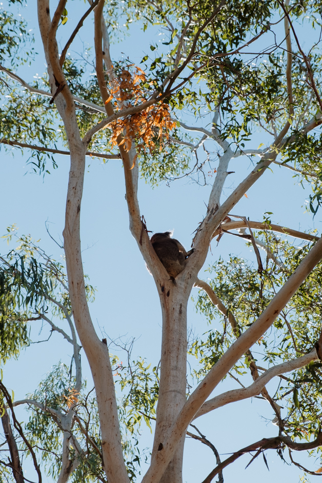 jana meerman tower hill australia-43