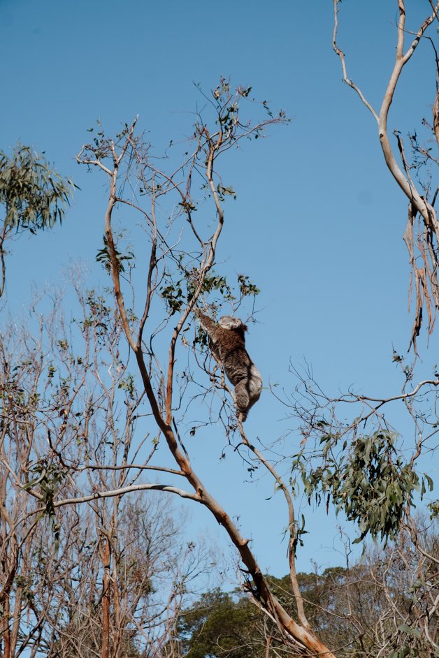 jana meerman tower hill australia-43
