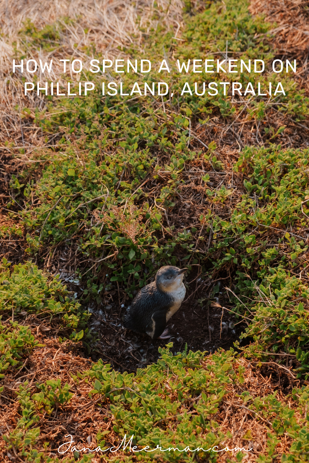 phillip island