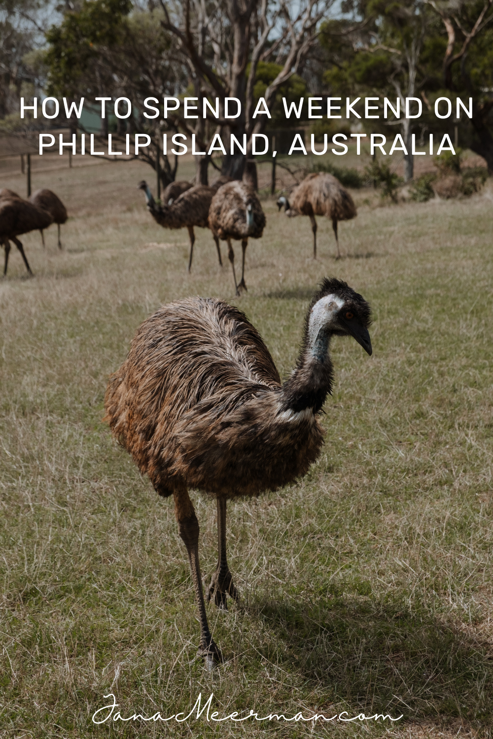 phillip island