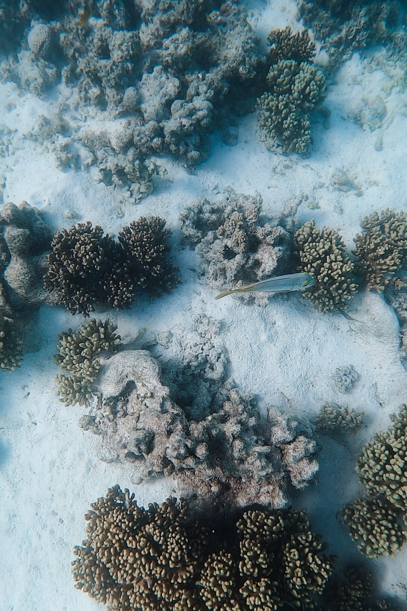 jana meerman turquoise bay exmouth australia (7)