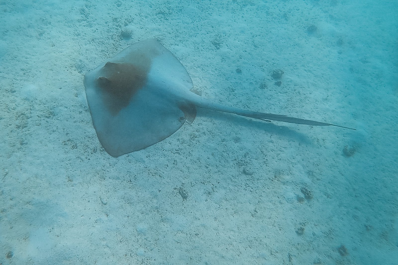 jana meerman turquoise bay exmouth australia (7)